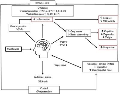 Into the Moment: Does Mindfulness Affect Biological Pathways in Multiple Sclerosis?